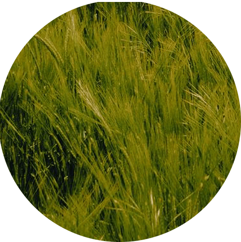 Soil